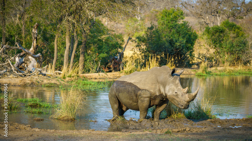 white rhino at a pond in kruger national park  mpumalanga  south africa 70