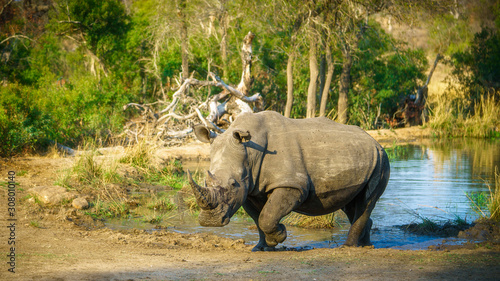 white rhino at a pond in kruger national park  mpumalanga  south africa 77