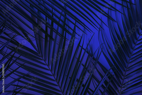 Tropical palm leaves on Phantom Blue color 2020 background. Flat lay, top view