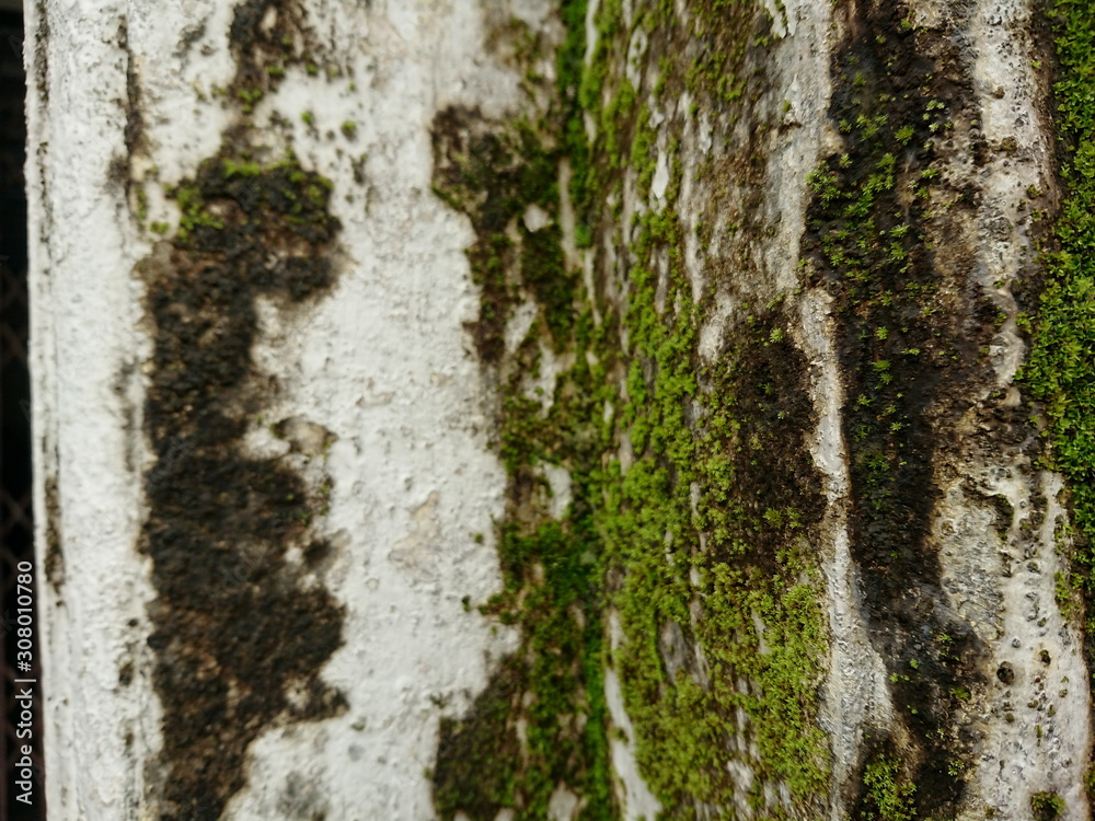 Moss wet surface old wall and old brickBackground Moss wet surface old wall and old brickBackground