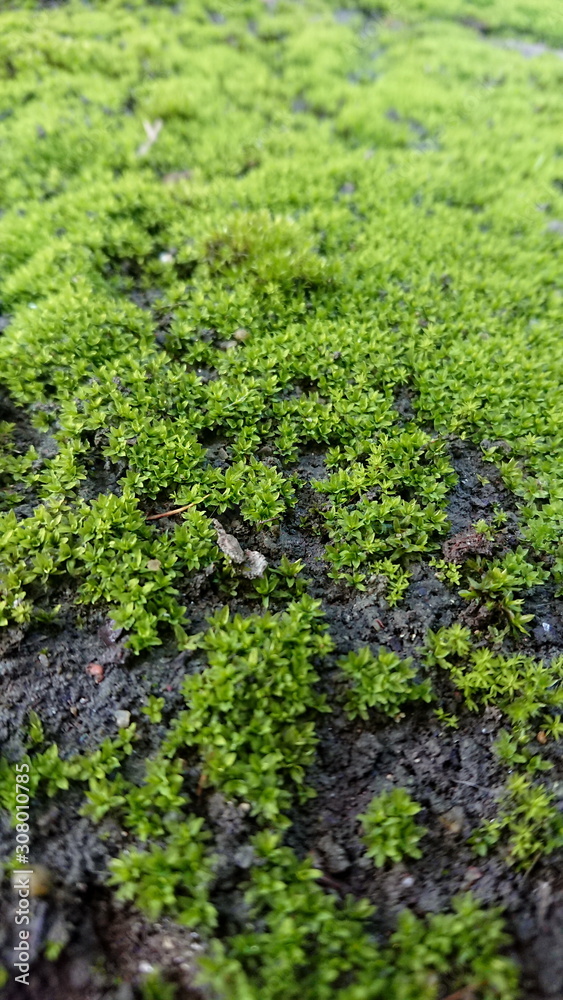 Moss wet surface old wall and old brickBackground 
