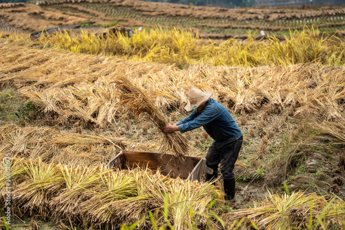 Wallpaper Mural Rice Harvest Lomngcheng Guilin Torontodigital.ca