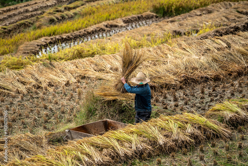 Wallpaper Mural Rice Harvest Longsheng Guilin  Torontodigital.ca