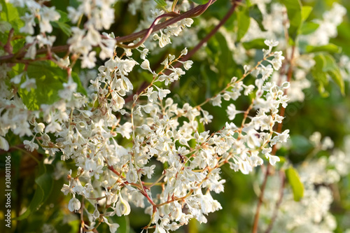 Flowers of Russian vine close-up  Fallopia baldschuanica (syn. Polygonum baldschuanicum), Chinese fleecevine. photo