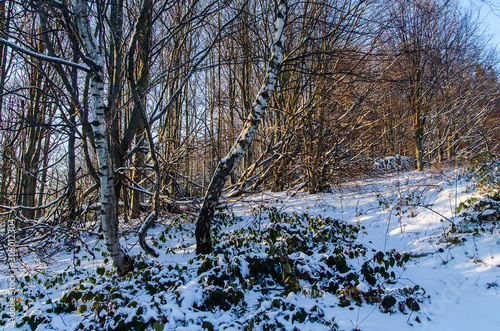 Fototapeta Naklejka Na Ścianę i Meble -  bieszczady las ośnieżony