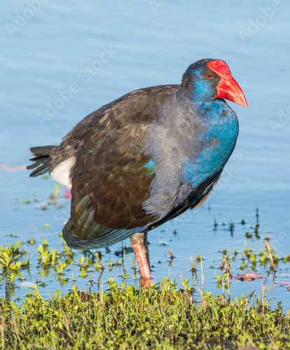 Purple Swamphen Wading photo