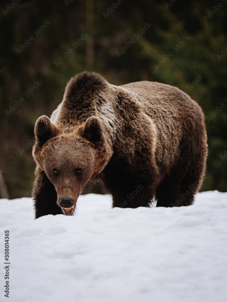 Portrait of a dangerous brown bear in her natural habitat. Portrait of a dangerous brown bear in her natural habitat.