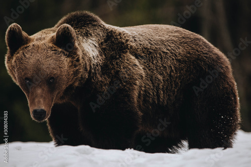 Dangerous wild brown bear i...