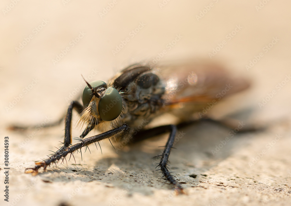 fly on leaf fly on leaf