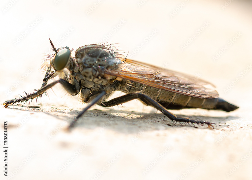 fly on a white background fly on a white background