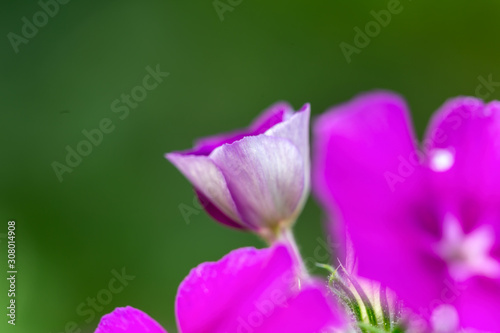 Fototapeta Naklejka Na Ścianę i Meble -  pink lotus flower in garden