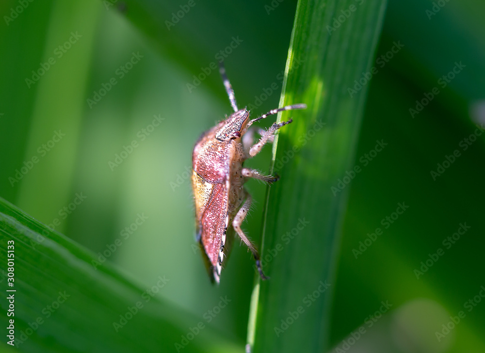 bug on leaf bug on leaf