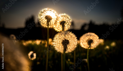 Real field and dandelion at sunset sunrise  amazing photo with color atmosphere.