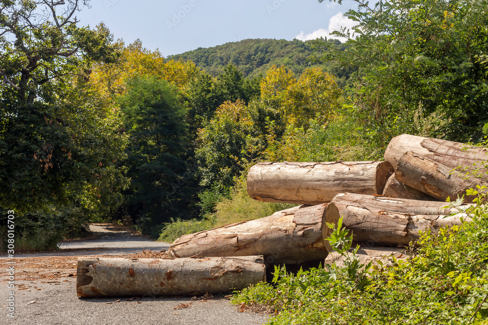 Sanitary deforestation in the mountains