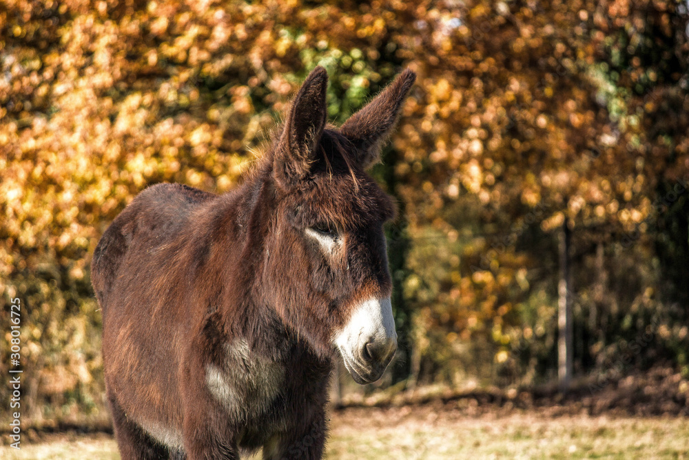 Fototapeta premium Donkey in the forest