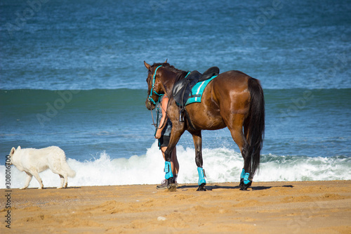 Horse and dog at the beach photo