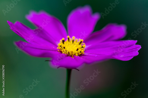 bee on flower