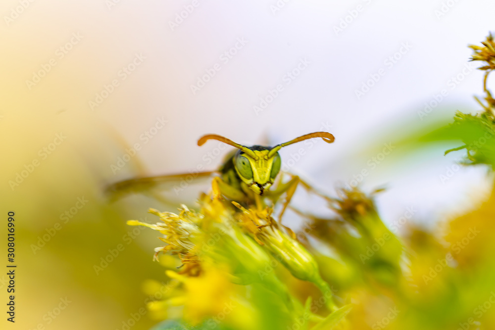 Naklejka premium bee on flower