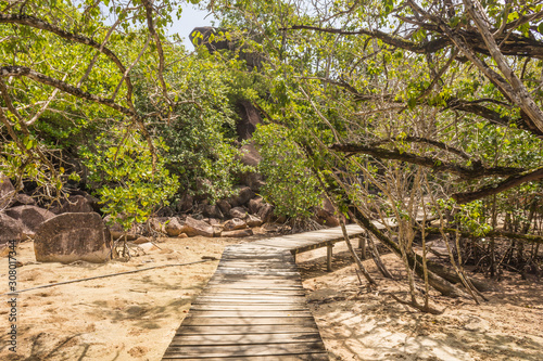 Path to the beach through mangrove forest