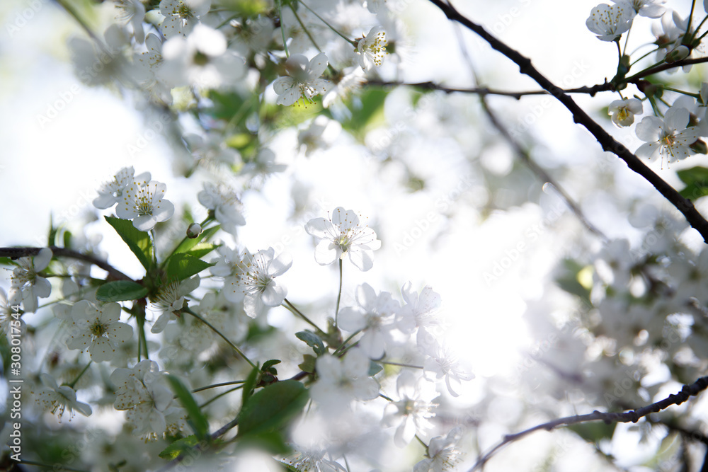 Blooming cherry in the sunlight. The glare of the sun. Beautiful white light, blur. Spring mood. Blooming cherry in the sunlight. The glare of the sun. Beautiful white light, blur. Spring mood.