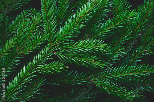 Branches of fir tree as background  matte  dark  closeup.