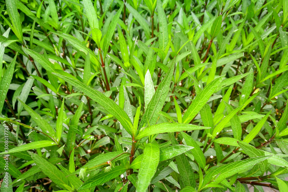 Selective focus on Green leaf bush for background textured usage. Selective focus on Green leaf bush for background textured usage.