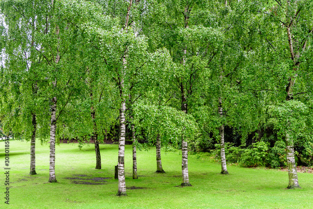 Obraz premium Minimalist garden landscape with green young poplars and grass in a rainy day in Scotland, United Kingdom, space for text