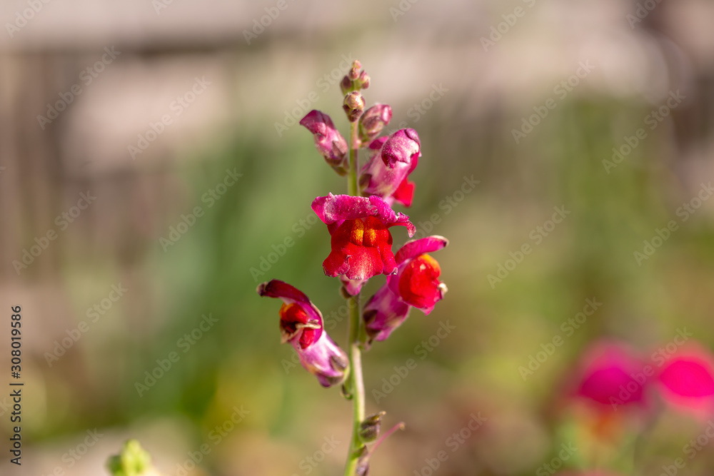 flowers in garden flowers in garden