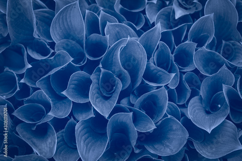 Hosta leaves classic blue color of the year 2020 toned background