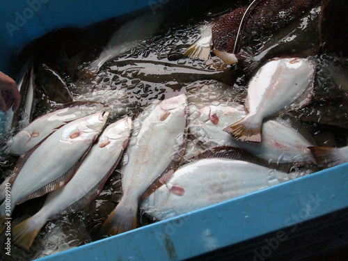 ヒラメ　flounder　Paralichthys olivaceus  photo