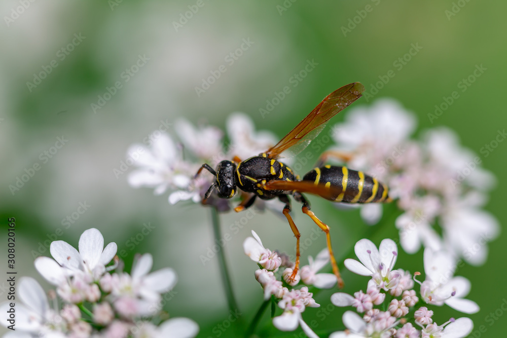 bee on flower