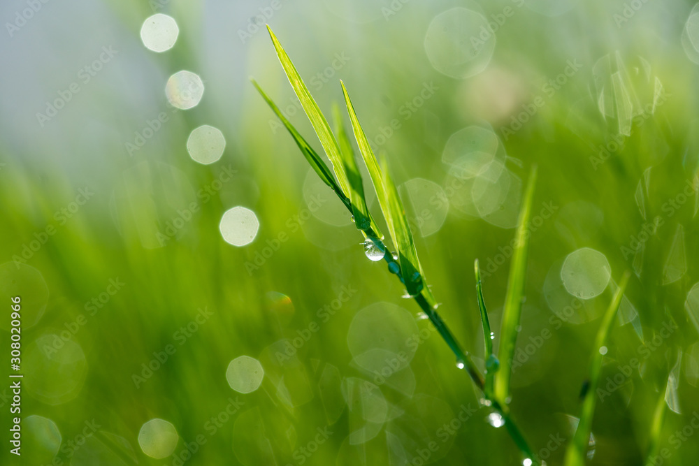 Fototapeta premium grass, and bokeh