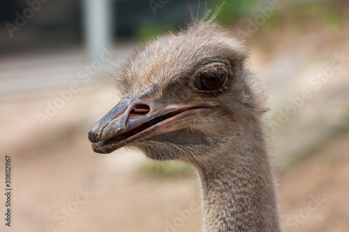 The head and part of the throat of an ostrich looking at the photographer with half openend beak and some upstanding hair on the head