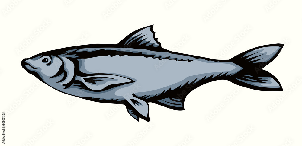 Big sea fish. Vector drawing Big sea fish. Vector drawing