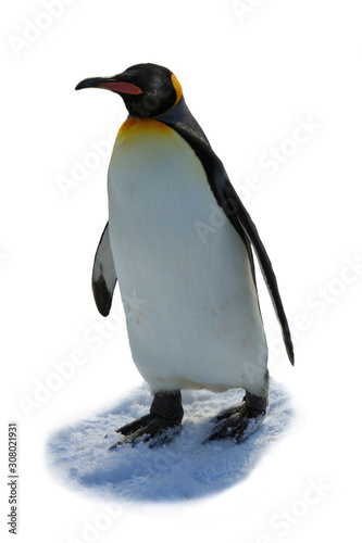 The Emperor Penguin  Aptenodytes forsteri  - isolated on white background.