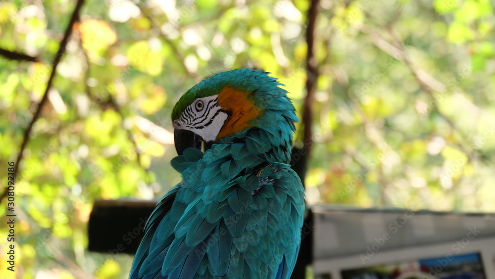 blue and yellow macaw blue and yellow macaw