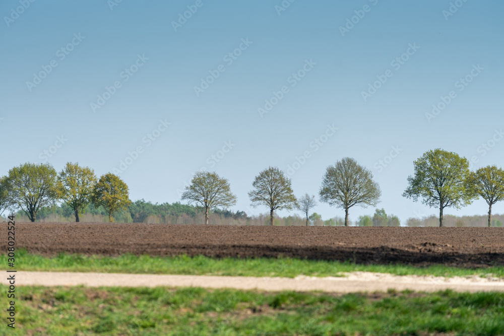 Trees along the horizon on the hills of the Hondsrug (hills) in Drenthe (The Netherlands) near Buinen