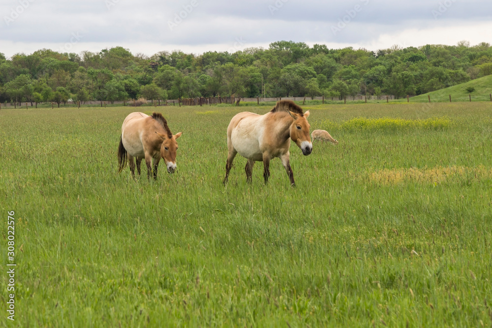 Wild horses graze in the spring steppe Wild horses graze in the spring steppe