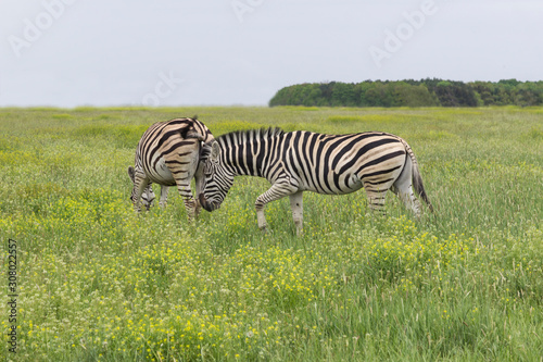 Zebras graze in the spring steppe