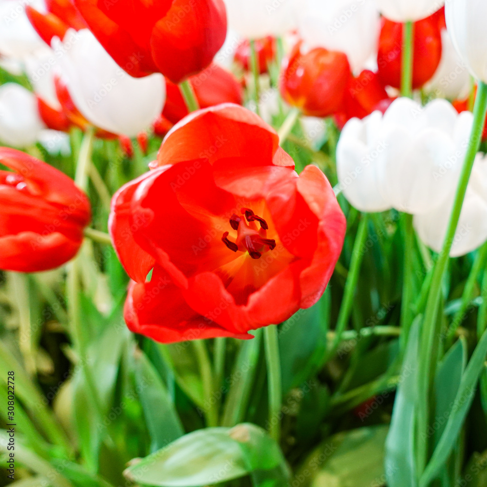 Beautiful red tulip flower blooming inside indoor garden Beautiful red tulip flower blooming inside indoor garden