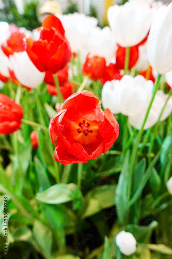 Beautiful red tulip flower blooming inside indoor garden