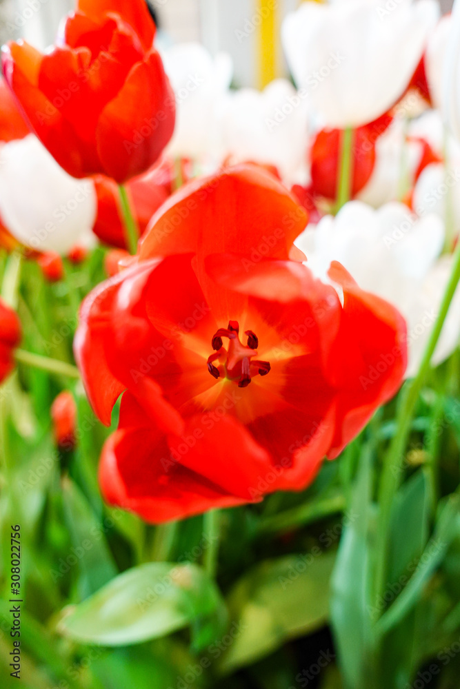 Beautiful red tulip flower blooming inside indoor garden Beautiful red tulip flower blooming inside indoor garden