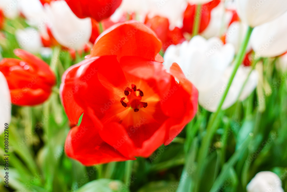 Beautiful red tulip flower blooming inside indoor garden Beautiful red tulip flower blooming inside indoor garden