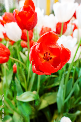 Beautiful red tulip flower blooming inside indoor garden