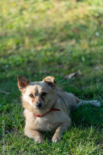 Mixed breed dog in The Netherlands