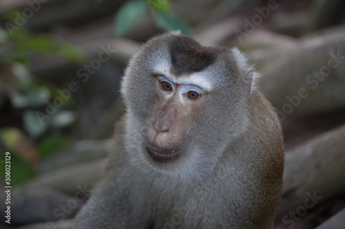 sad eyes of a monkey in a zoo