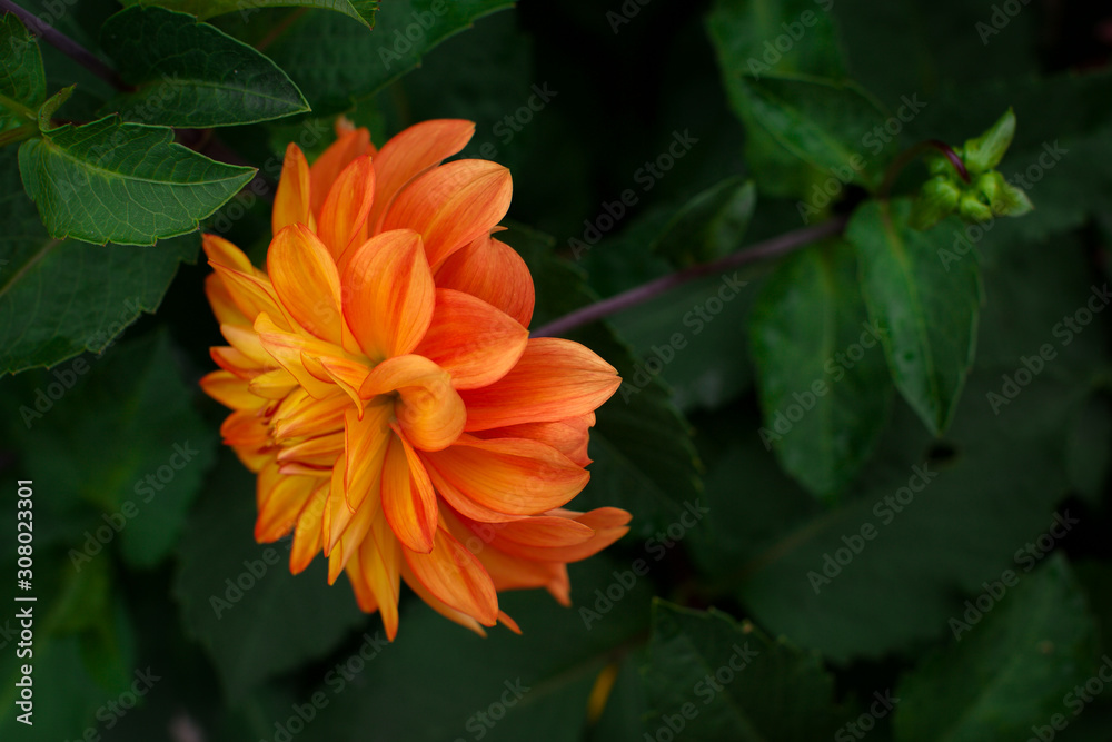 Orange dahlia flower. Orange dahlia flower.