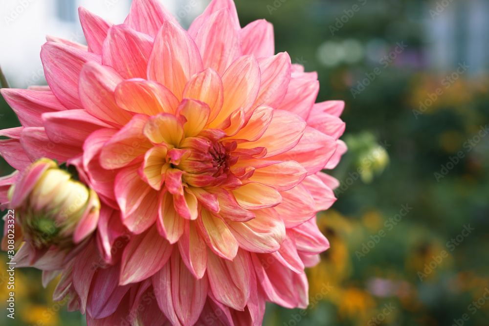 Fototapeta premium Dahlia flower closeup.