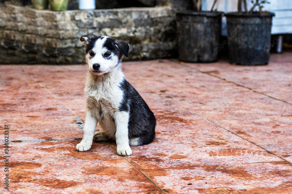 Black and white sad puppy. Lonely dirty street dog. Black and white sad puppy. Lonely dirty street dog.