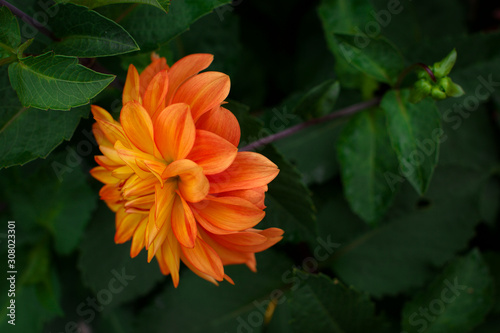 Orange dahlia flower. © filatovamila